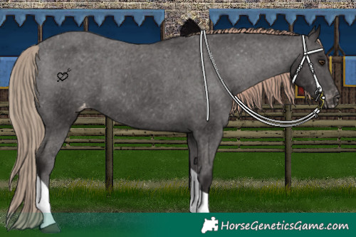 Horse Color:Liver Chestnut Tobiano Appaloosa 