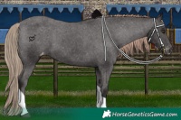 Horse Color:Liver Chestnut Tobiano Varnish 