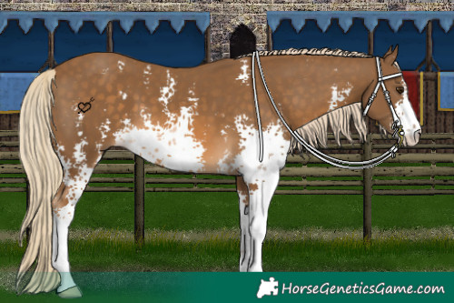 Horse Color:Chocolate Palomino Sabino 