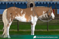 Horse Color:Chocolate Palomino Sabino 
