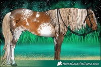 Horse Color:White Spotted Chocolate Palomino