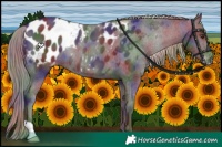 Horse Color:Nacre Liver Chestnut Appaloosa 