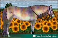 Horse Color:Nacre Buckskin Onyx 