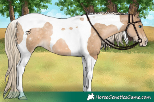 Horse Color:Chocolate Palomino Pearl Tobiano 