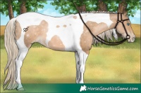 Horse Color:Chocolate Palomino Pearl Tobiano 