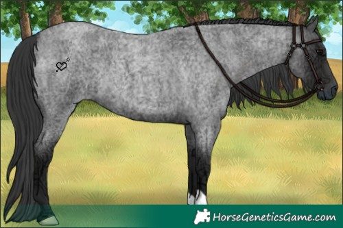Horse Color:Blue Ice Roan