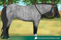 Horse Color:Blue Ice Roan 