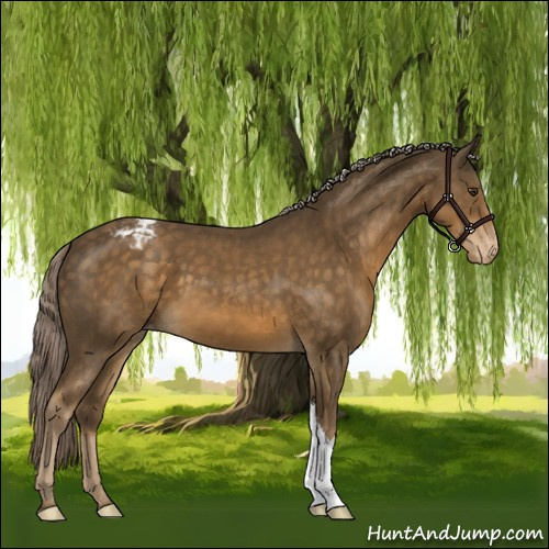 Horse Color:Chocolate Palomino Appaloosa 