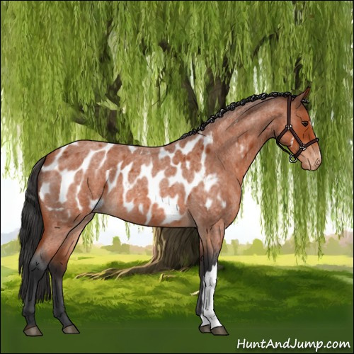 Horse Color:Brown Roan Appaloosa 