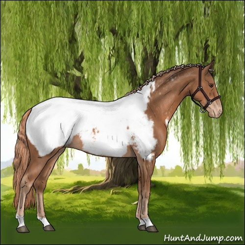 Horse Color:Chestnut Appaloosa 