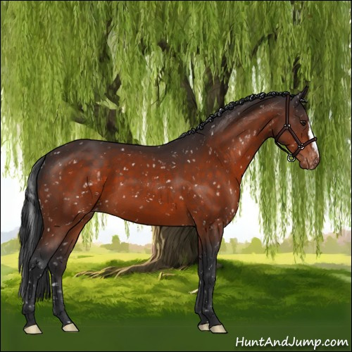 Horse Color:Brown Appaloosa 