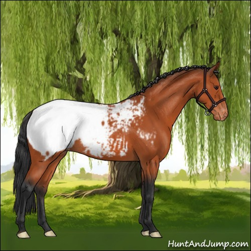 Horse Color:Brown Appaloosa 