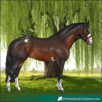 Horse Color:Brown Varnish 