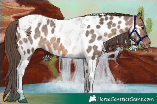 Horse Color:Brown Dun Tobiano Appaloosa Rabicano 