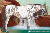 Horse Color:Brown Dun Tobiano Appaloosa Rabicano 