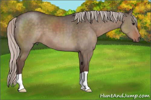 Horse Color:Silver Grullo 