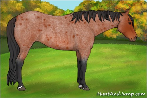 Horse Color:Bay Roan 