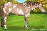 Horse Color:White Spotted Brown Pearl