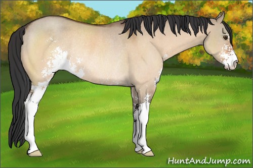 Horse Color:Brown Dun Sabino Rabicano 