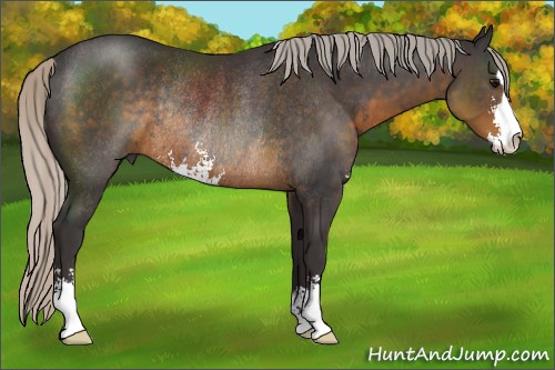 Horse Color:Silver Smoky Black Sabino Rabicano 