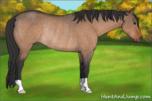 Horse Color:Brown Dun Rabicano 