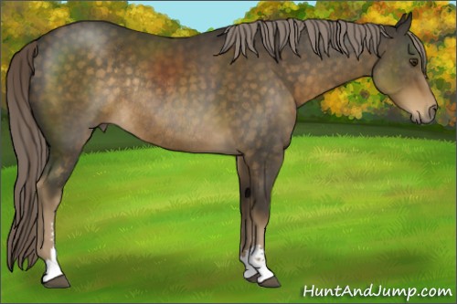 Horse Color:Chocolate Palomino Sabino Rabicano 