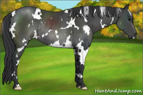 Horse Color:White Spotted Black Rabicano 
