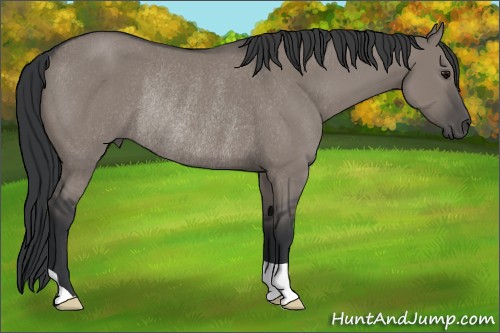 Horse Color:Grullo Rabicano 