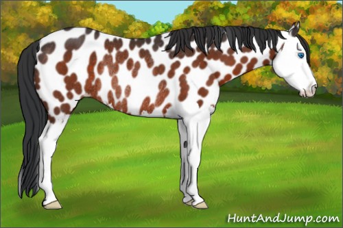 Horse Color:Brown Sabino Splash Appaloosa Rabicano 