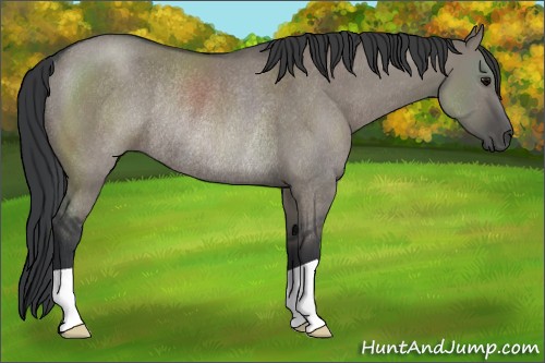 Horse Color:Grullo Rabicano 