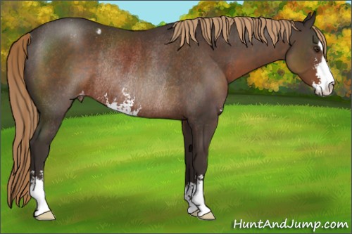 Horse Color:Liver Chestnut Sabino Appaloosa Rabicano 
