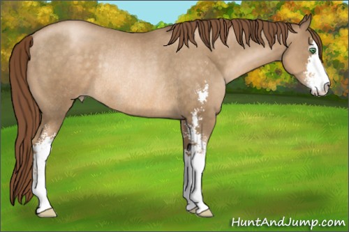 Horse Color:Smoky Black Pearl Sabino Rabicano 