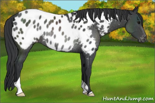 Horse Color:Black Appaloosa Rabicano 