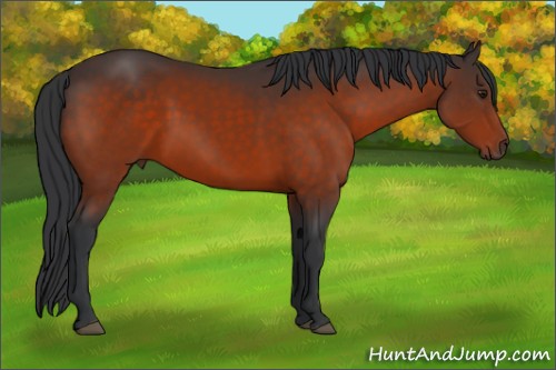 Horse Color:Brown 
