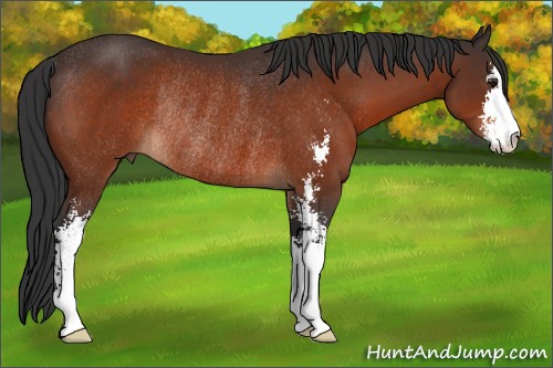 Horse Color:Brown Sabino Rabicano 