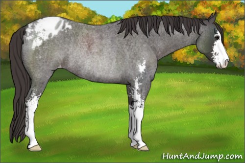 Horse Color:Smoky Blue Roan Sabino Appaloosa Rabicano 