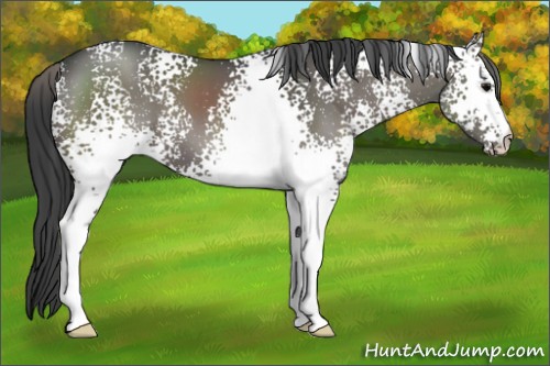 Horse Color:White Spotted Grullo 