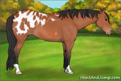 Horse Color:Bay Appaloosa 