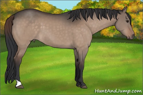 Horse Color:Brown Dun 