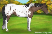 Horse Color:Bay Tobiano Blanket 