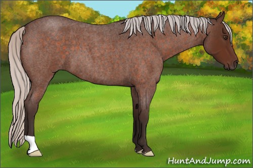 Horse Color:Silver Brown Roan 
