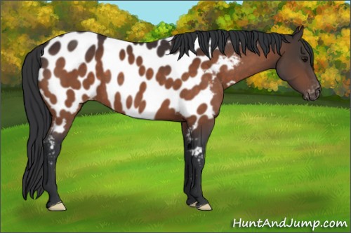 Horse Color:Bay Appaloosa 