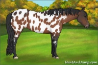 Horse Color:Bay Near Leopard 