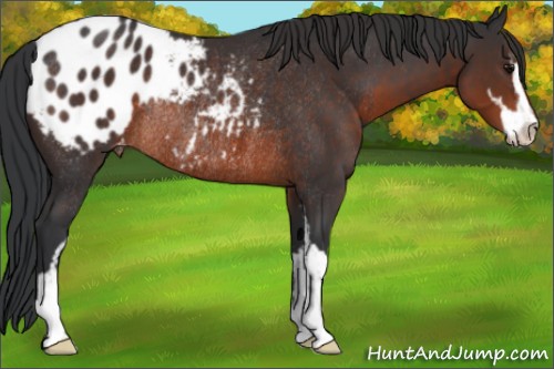 Horse Color:Brown Sabino Blanket Rabicano 