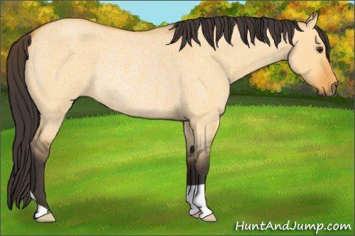 Horse Color:Buckskin Roan Dun Rabicano 