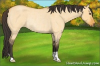 Horse Color:Buckskin Roan Dun Rabicano 