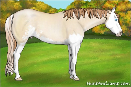 Horse Color:Smoky Grullo Pearl Sabino Splash 
