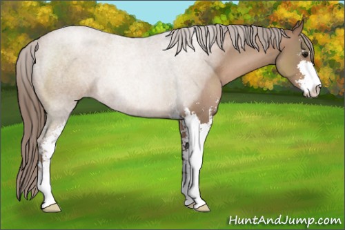 Horse Color:Blue Roan Pearl Sabino Rabicano