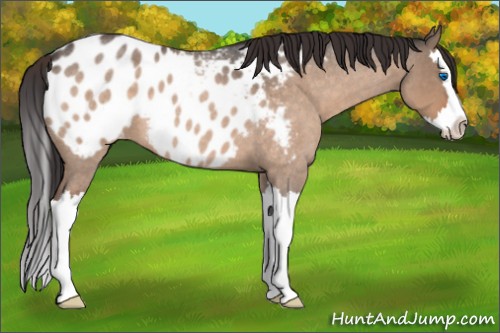 Horse Color:Bay Roan Dun Splash Appaloosa 