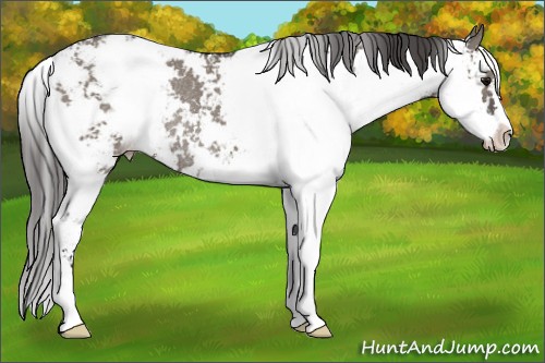 Horse Color:Grullo Sabino Appaloosa Rabicano 